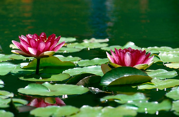 Image showing Water Lily