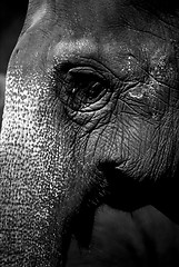 Image showing Elephant