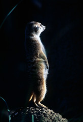 Image showing Meerkat