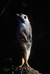 Image showing Meerkat