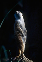 Image showing Meerkat