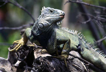 Image showing Green Iguana