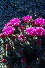 Image showing Cactus Flower