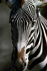 Image showing Zebra