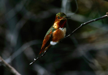 Image showing Hummingbird