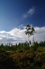 Image showing The sky between the trees