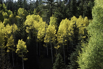 Image showing Autumn Forest