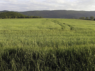 Image showing Field