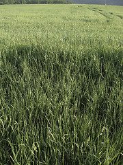 Image showing Agricultural field