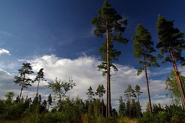 Image showing The sky between the trees