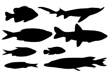 Image showing Silhouette of the different fishes