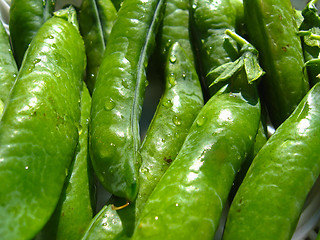 Image showing Fresh green pods of peas