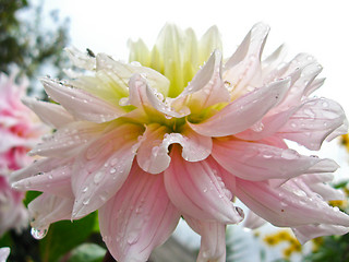 Image showing a beautiful flower of Dahlia