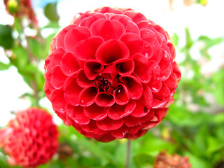 Image showing a beautiful flower of red dahlia