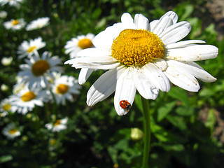 Image showing a little ladybird on the white chamomile
