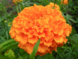 Image showing A beautiful yellow flower of tagetes