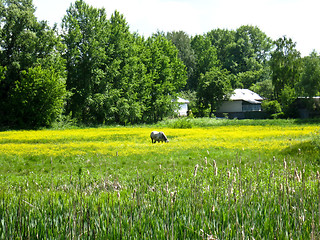 Image showing Rural landscape with field and a horse