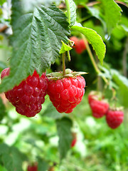 Image showing the red  berries of raspberry