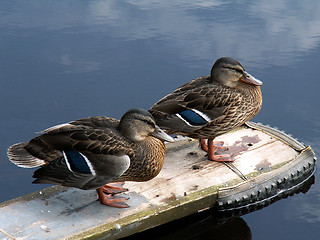 Image showing two ducks