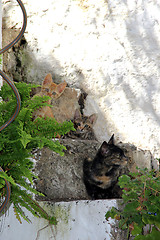 Image showing Cat family
