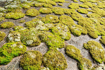 Image showing rock covered in green moss