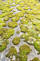 Image showing rock covered in green moss