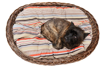 Image showing Cairn Terrier in her basket on the mattres