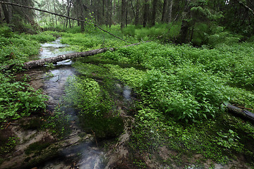 Image showing river in the dark swampy forest