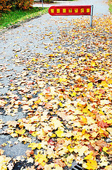 Image showing fall of the leaves in town