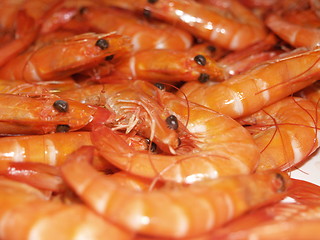 Image showing Prawns