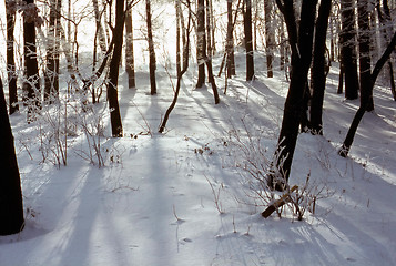 Image showing Winter in forest