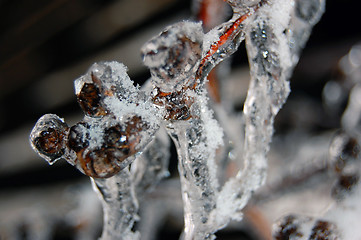 Image showing Branch covered with ice
