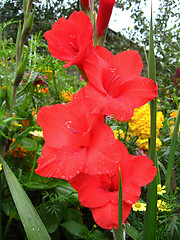 Image showing a beautiful flower of gladiolus