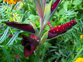 Image showing a beautiful flower of claret gladiolus