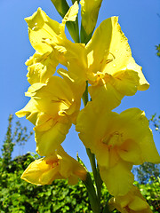 Image showing a beautiful flower of gladiolus