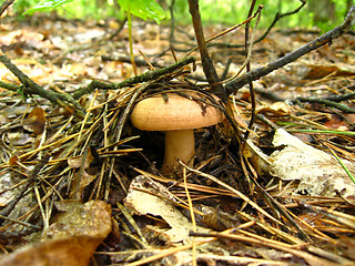 Image showing mushroom in the moss