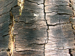 Image showing Dark bark of a tree