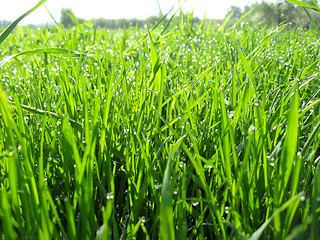 Image showing Thrickets of a high green grass