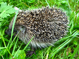 Image showing The hedgehog in a grass