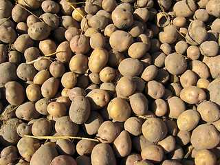 Image showing the harvest of potatoes