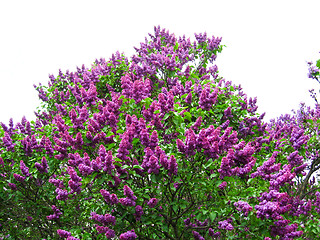 Image showing Bush of a lilac