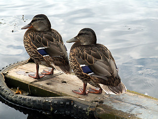 Image showing ducks