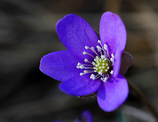 Image showing Hepatica nobilis