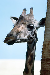 Image showing Giraffe