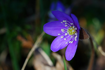 Image showing Hepatica nobilis