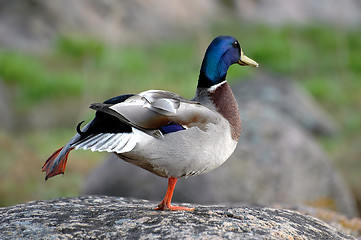 Image showing Mallard