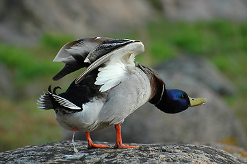 Image showing Mallard