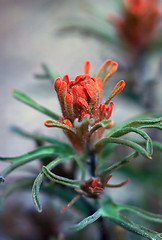 Image showing Indian Paintbrush