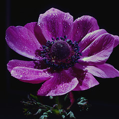 Image showing Anemone
