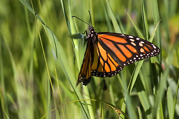 Image showing Monarch Butterfly